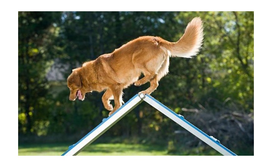 AGILITY DOG: ATTREZZATURE PER GIOCO E ALLENAMENTO OTTIMALE