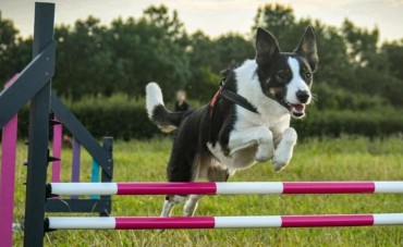 AGILITY DOG NEI PARCHI PUBBLICI: UN'OPPORTUNITÁ PER I CITTADINI 
