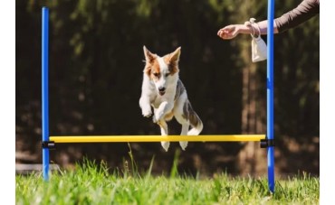 AGILITY DOG: NUOVI PERCORSI REALIZZATI A ROMA