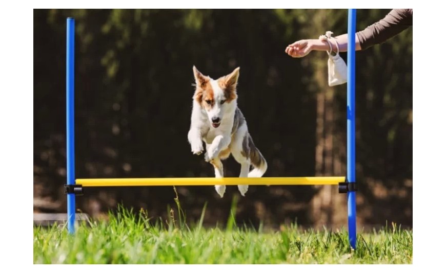 AGILITY DOG: NUOVI PERCORSI REALIZZATI A ROMA