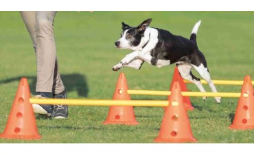 AGILITY DOG: L'IMPORTANZA DEL PERCORSO A OSTACOLI