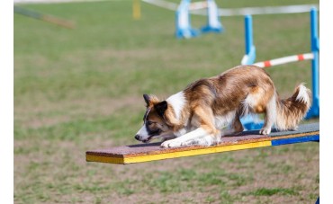 AGILITY PARK: GUIDA ALLA CREAZIONE